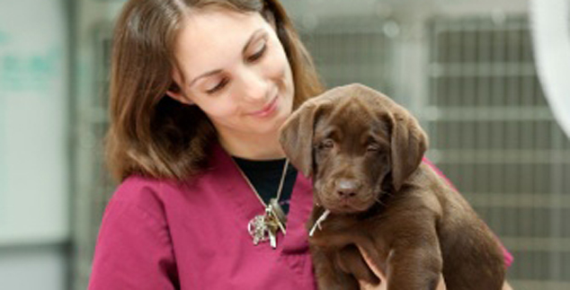 labrador-puppy-will-cost-you-634